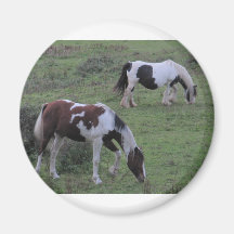 Weiden lassende Pferde Magnets