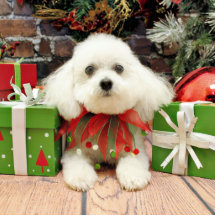 Weihnachten - Bichon Frise - Abby Photo Statue