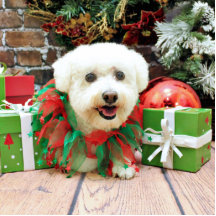 Weihnachten - Bichon Frise - Butler Photoausschnitt