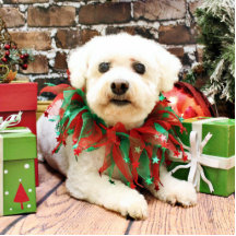 Weihnachten - Bichon Frise - Butler Photo Statuen