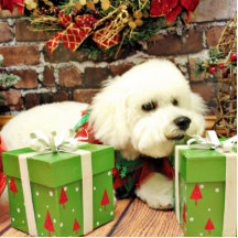 Weihnachten - Bichon Frise - Fassbinder Photofiguren