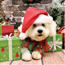 Weihnachten - Bichon Frise - Gänseblümchen Fotoskulpturen