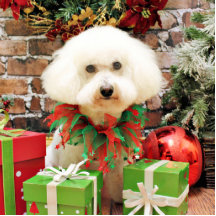 Weihnachten - Bichon Frise - Harley Foto Ausschnitt