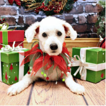 Weihnachten - Bichon Frise - Harley Photofigur