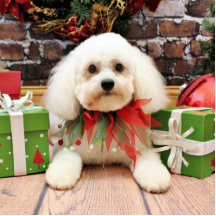 Weihnachten - Bichon Frise - Harry Ausschnitte