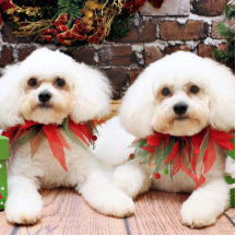 Weihnachten - Bichon Frise - Harry und Hermie Ausschnitt