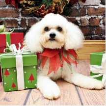 Weihnachten - Bichon Frise - Hermie Photo Skulpturen
