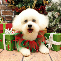 Weihnachten - Bichon Frise - Lilly Photofiguren