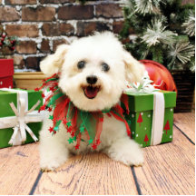 Weihnachten - Bichon Frise - Mädchen Photostatuen