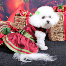 Weihnachten - Bichon Frise - Mia Acryl Ausschnitte