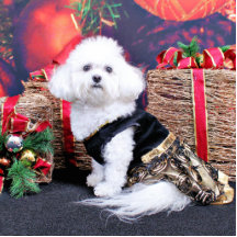Weihnachten - Bichon Frise - Mia Acrylausschnitte