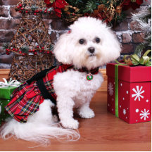 Weihnachten - Bichon Frise - Mia Photoausschnitte