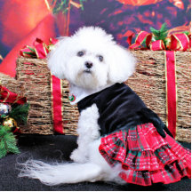 Weihnachten - Bichon Frise - Mia Photoskulpturen