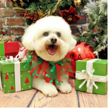 Weihnachten - Bichon Frise - Mori Foto Ausschnitte