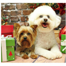 Weihnachten - Bichon Frise - Mori - Yorkie - maxim Foto Skulpturen