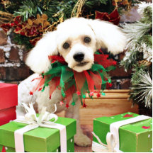 Weihnachten - Bichon Frise - P.J. Fotoausschnitte