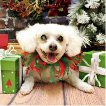 Weihnachten - Bichon Frise - Schultasche Photo Skulpturen