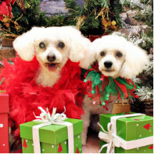 Weihnachten - Bichon Frise - Schultasche und P.J. Photofiguren