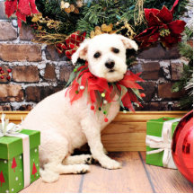 Weihnachten - Bichon Frise - Stechpalme Foto Ausschnitt