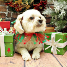 Weihnachten - Bichon Frise - Woody Foto Skulpturen