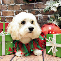 Weihnachten - Bichon Frise X - Bella Photo Statue