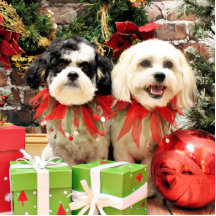 Weihnachten - Bichon Frise X - Bella und Lexi Photoskulpturen