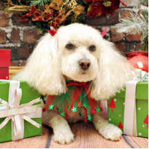 Weihnachten - Bichon Frise X - Katie Photoskulptur