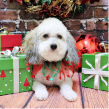 Weihnachten - Bichon Frise X - Macy Photoskulptur