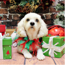 Weihnachten - Bichon Frise X - Maya Photostatue