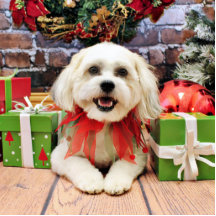 Weihnachten - Bichon X - Bella Photofiguren