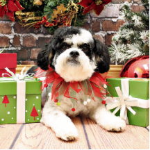 Weihnachten - Bichon X - Lexi Photo Statue