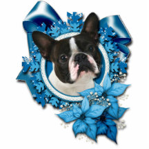 Weihnachten - blaue Schneeflocken - Boston Terrier Foto Figuren