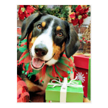 Weihnachten - Entlebucher Gebirgshund - Eiger Postkarten