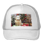 Weihnachten - sibirischer Husky - Teagarden Porträ Kult Mützen