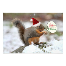 Weihnachtseichhörnchen im Schnee Photo Druck