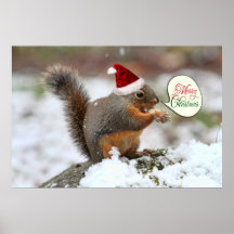 Weihnachtseichhörnchen im Schnee Poster