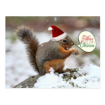 Weihnachtseichhörnchen im Schnee Postkarten