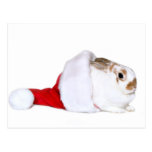 Weihnachtshäschen Postkarten
