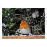 Weihnachtskarte Robins Redbreast