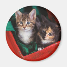 Weihnachtskätzchen Magnete