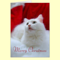 Weihnachtskatze karten