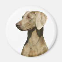Weimaraner Magnete