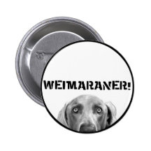 Weimaraner Nation: Weimaraner in einem Kasten! Anstecknadel