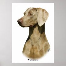 Weimaraner Posterdrucke