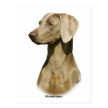 Weimaraner Postkarten
