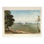 Weinberg EL Pinal, San Joaquin County Postkarte