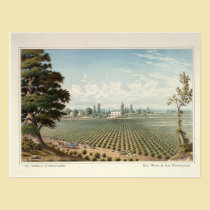 Weinberg EL Pinal, San Joaquin County postkarten