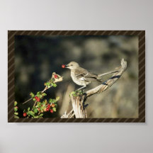 Weises thrasher plakatdruck