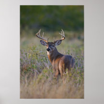 weiß-angebundenes Rotwild Odocoileus virginianus)  Plakate