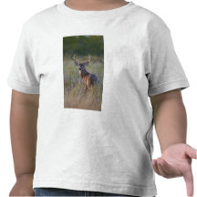 weiß-angebundenes Rotwild Odocoileus virginianus)  T-shirts
